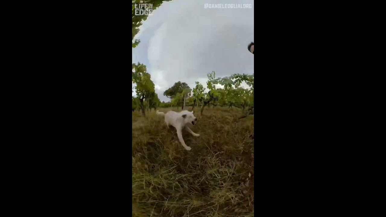 Man Gets Chased By Aggressive Dog Dogs Funny Shorts
