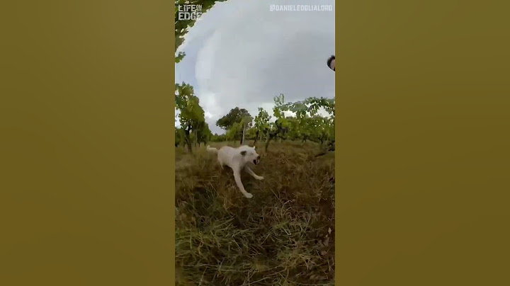 Man gets chased by aggressive dog #dogs #funny #shorts