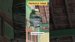Download Lagu Warung kebek - masteran perkutut lokal alam4652 MP3