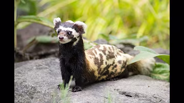 Meet the Marbled Polecat: The Colorful, Brave, and Super Smelly Hunter!