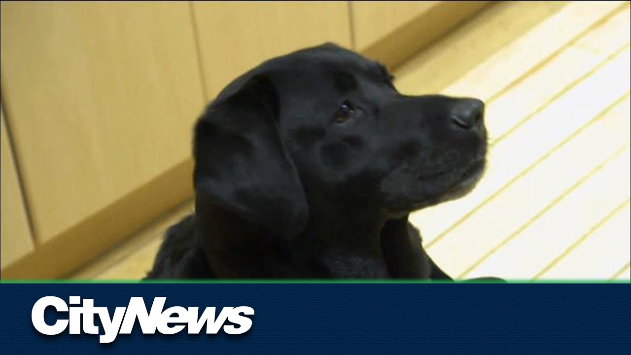 Learning about Dog Guides at open house