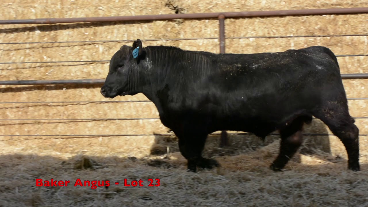 Baker Angus Lot 23 YouTube