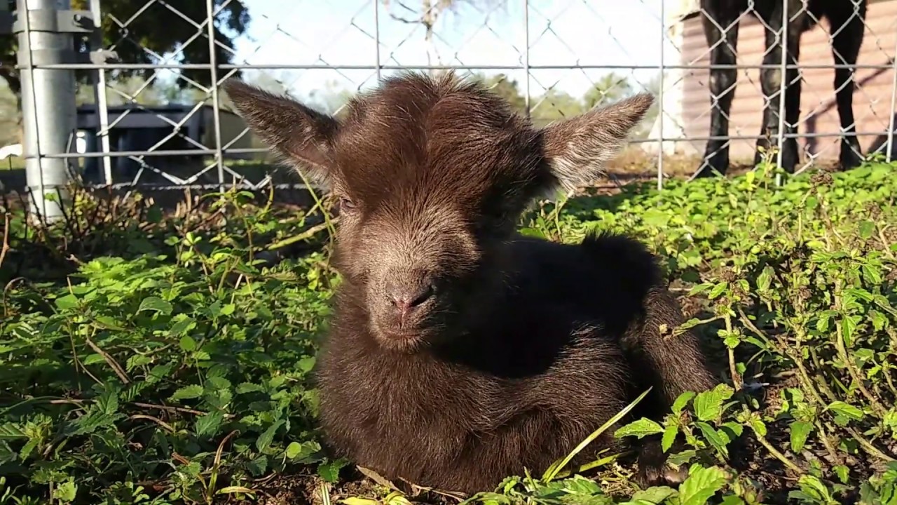 A Breath of Fresh Air for CHICO, the Baby Goat Update Day 3 YouTube