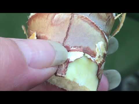 Video: Beskæring af Yucca-planter - Sådan beskærer du en Yucca