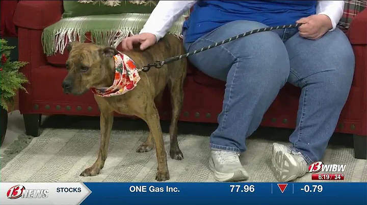 HHHS - Meet Maple the Dog