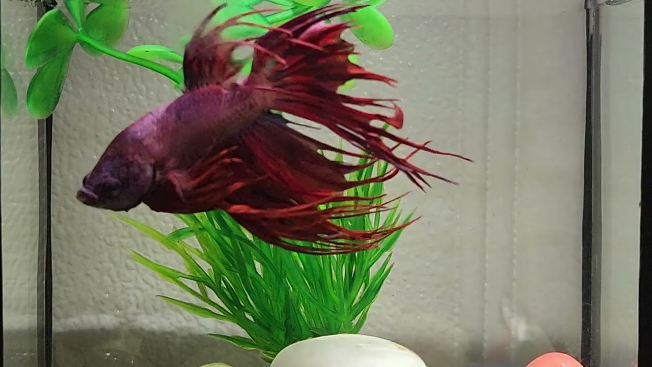 The Wild Betta Fish: Life of Wild Betta Fish Show #66