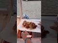 Así son 100 varos de carnitas
