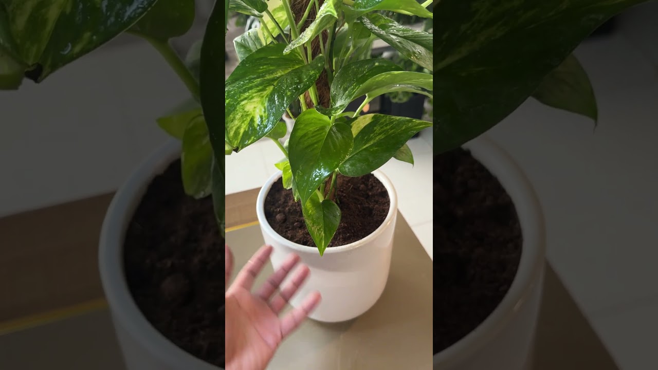 Moneyplant in Dubai, Indoor Plants In Dubai | UAE