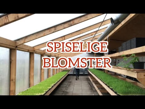 Video: En Guide Til Spiselige Blomster