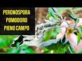 PERONOSPORA Prevenire e Curare Pomodoro a pieno campo Trattamenti e Dosi