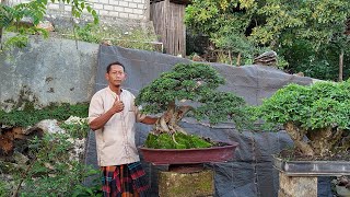Download Lagu On sale are tiny bonsai, up to jumbo. 0852 3238 7806 Gilang bonsai MP3 Download Lagu On sale are tiny bonsai, up to jumbo. 0852 3238 7806 Gilang bonsai MP3