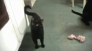 Wake Up Kitty - Talking Kitty 12.5