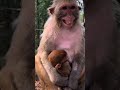 When Mom Can’t Stop Laughing! 🙊🍼 #animals #wildlife #animallife