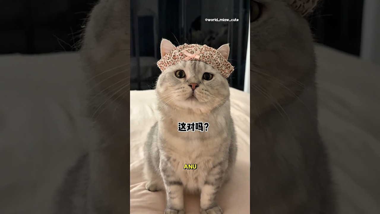 Milo dan babu berbelanja online tapi yang datang..😂😜😹 