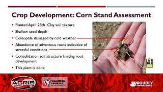 Crop Development - Corn stand assessment