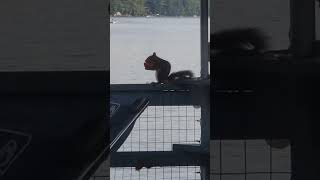Little squirrel eatimg half a clementine last spring on our deck at the lake. #squirrel #lake