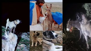 10 كلاب ترعى الغنم ـ حياة راعي الغنم