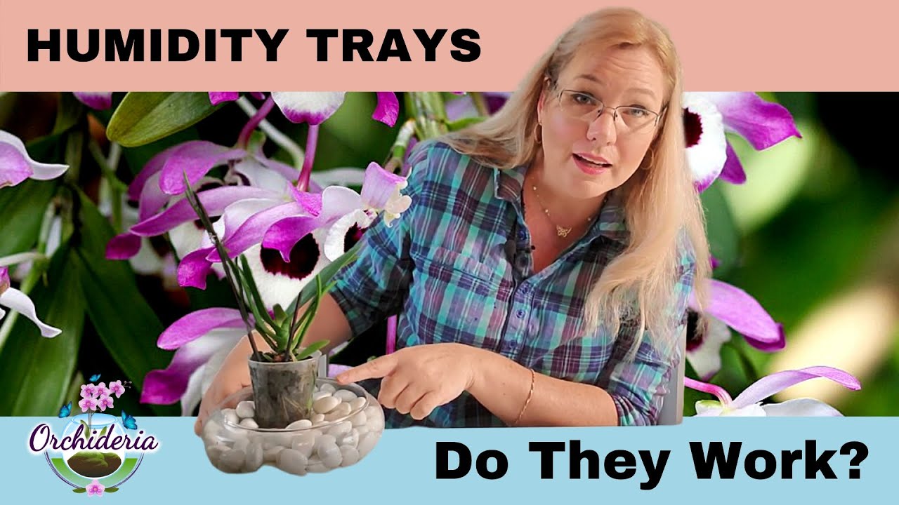 Orchid Humidity Trays: How Efficient Are They? 