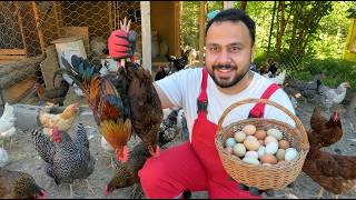 I Caught the Roosters! 🐓😅 | Gathered Plenty of Eggs from the Nests 🥚 | Partridge and Quail Chicks screenshot 2