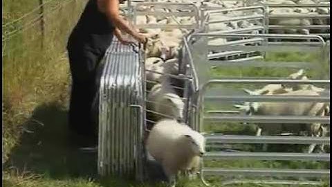Alligator Mobile Sheep Handling System