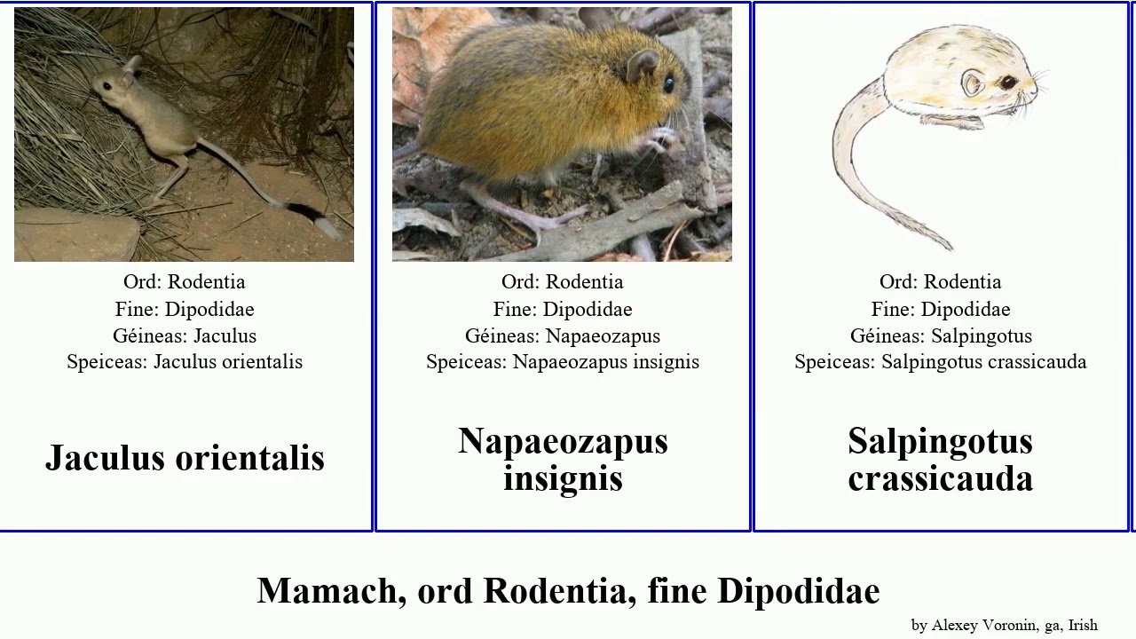 Mamach, ord Rodentia, fine Dipodidae allactaga major mammal subtilis orientalis naso sagitta Zapus