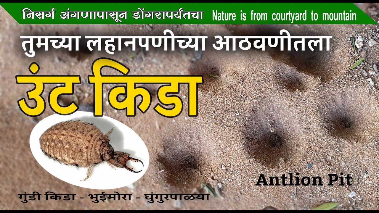 तुमच्या लहानपणीच्या आठवणीतला किडा | उंट किडा  | भुईमोरा, घुंगुरपाळया,  Antlion #antlion #nature