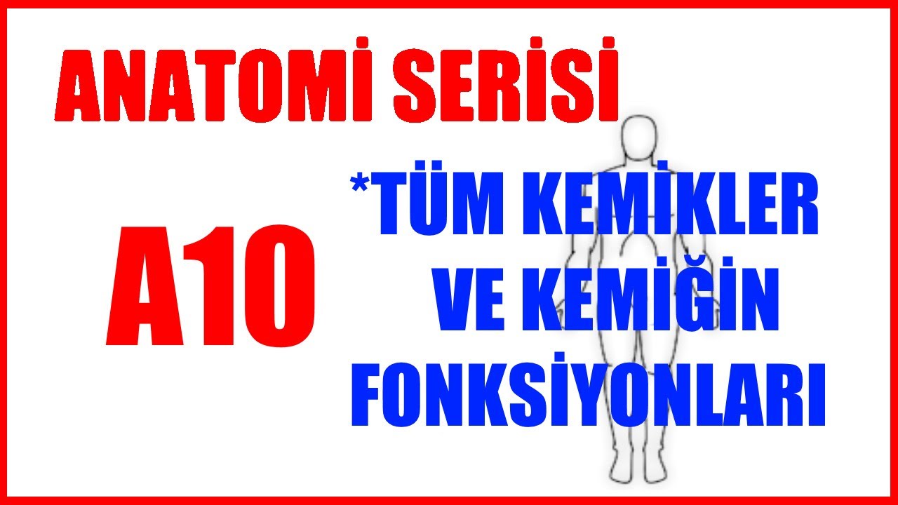 Tüm Kemikler A10 (Anatomi Serisi) Kemiğin fonksiyonları