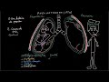 Pneumothorax - Docteur Synapse