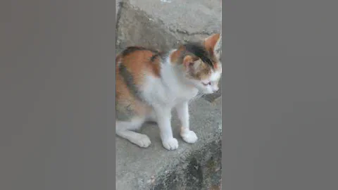 Video 11792561: cat beautiful cute anime, cat cute beautiful love, cat funny beautiful animals