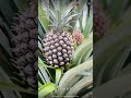 Pineapples Take Two Years To Grow One Fruit