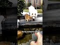funny cat and dog #viral #funny #shorts #trending