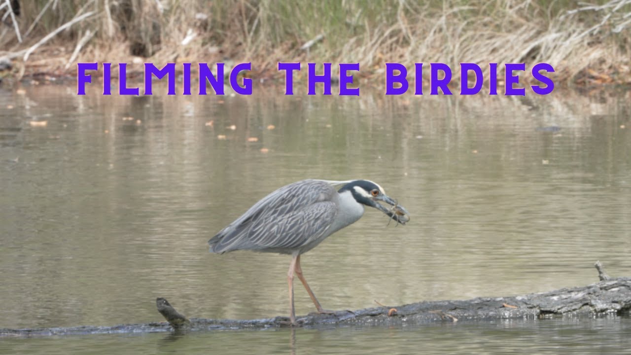 Filming The Birdies YouTube