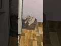 cat 😺 ke bare me important bate #viral #cat #live #shortsviral #shorts #explore #love #kitten #cute