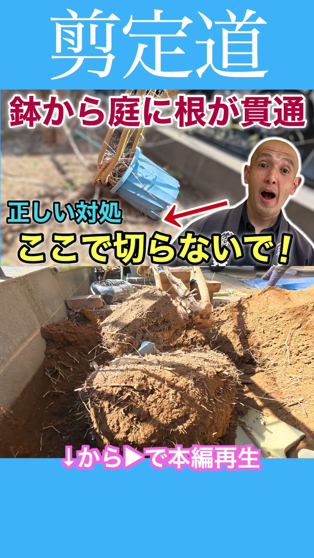 The roots have grown out of the pot and into the ground. The