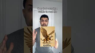 Download Lagu This griffin definitely ai #griffin #bird #lion #animals MP3