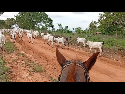 WE MOVED THE CALVES FROM GREAT GROUND PASTURE