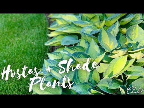 Vídeo: Hosta Southern Blight Fungus – Tratando um Hosta com Southern Blight