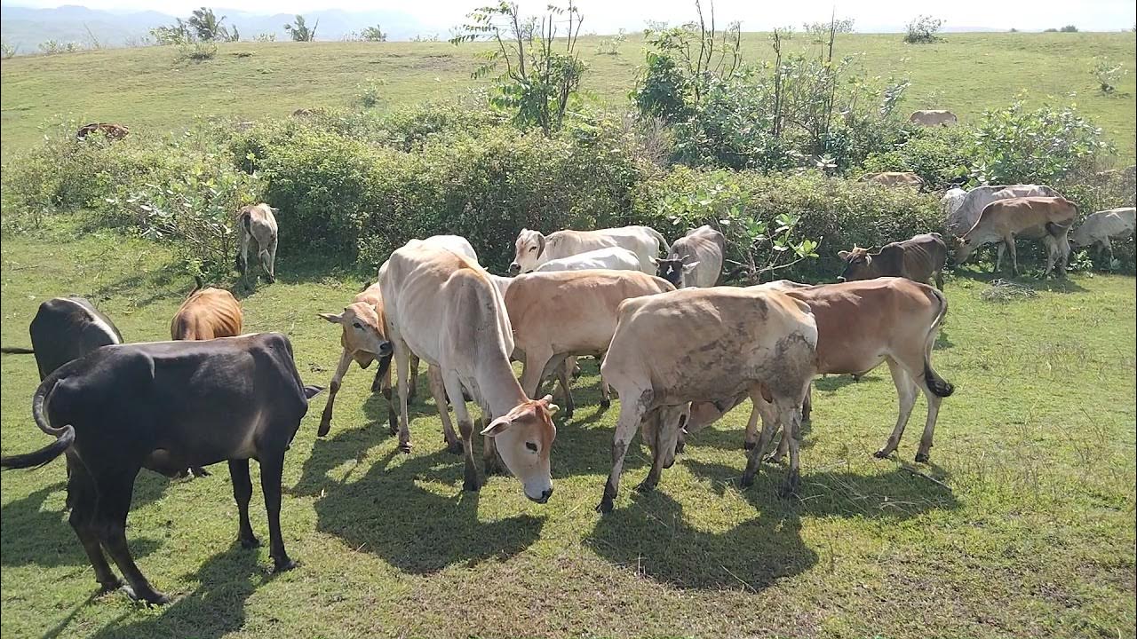 Proses alami sapi kawin - YouTube