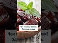 Здоровая печень