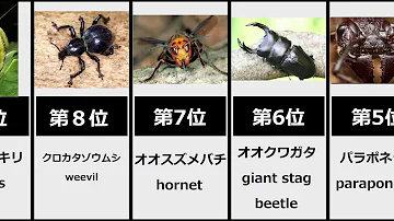 最強の虫ランキング STRONGEST INSECT 