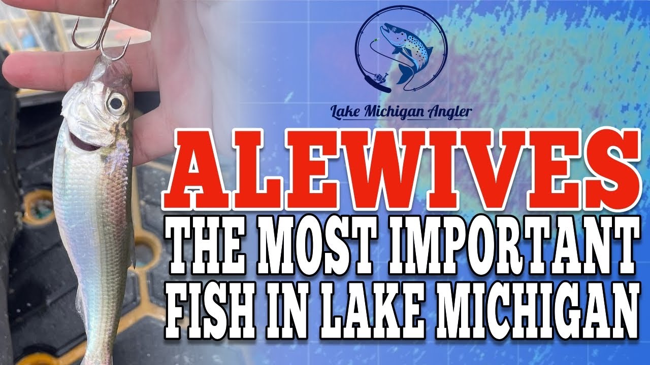 Lake Michigan Alewives Their History & Current Population Boom LMA