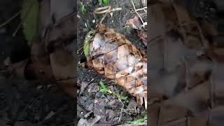 Manfaat membungkus buah sukun di pohon #Sukun #artocarpus