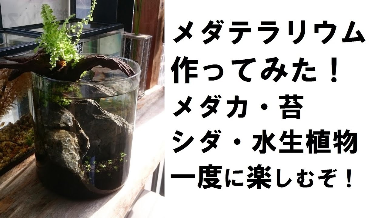 メダテラリウム作ってみた メダカ 苔 シダ 水生植物 を一度に楽しむぞ Aquarium With Flower Vases Youtube