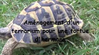Aménagement terrarium pour tortue d'Hermann