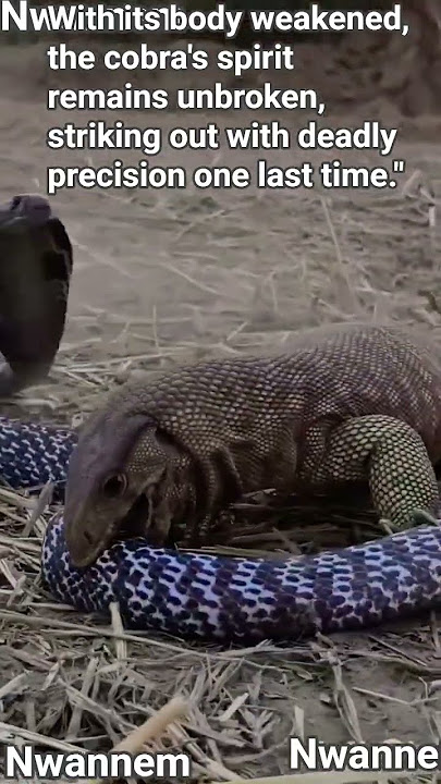 As the cobras strength wanes, it sumons every last ounce of energy 4 one final, fierce confrontation