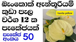 බැංකොක් වර්ග 12 ක්   | anthurium plants | anthurium wagawa | bankok anthurium flower plant