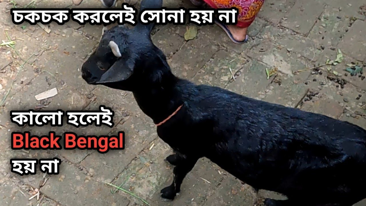 Black Bengal Goat কিভাবে চিনবেন?? কালো হলেই কি ব্ল্যাক বেঙ্গল ছাগল?? Bengal GoatHerd