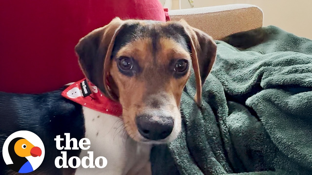 Испуганный бигль из приюта прячется в углу, пока один парень не забирает его домой | The Dodo