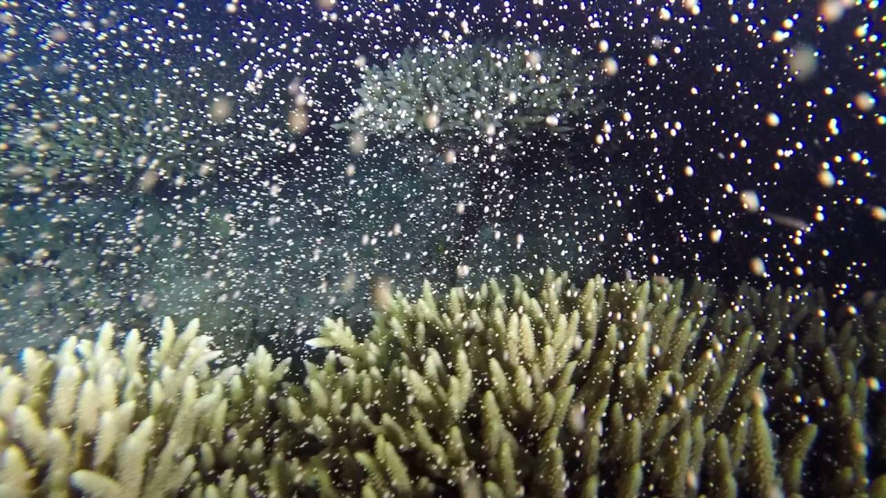 年 沖縄恩納村サンゴ産卵ツアー 沖縄ダイビングサービス Lagoon ラグーン
