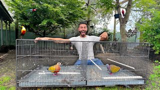 I Bought New Exotic Birds For My Aviary!